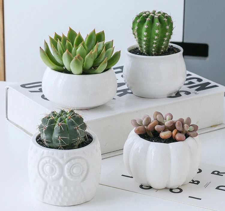 Succulent Pots & Bamboo Shelf