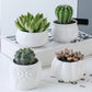 Succulent Pots & Bamboo Shelf