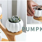 Succulent Pots & Bamboo Shelf