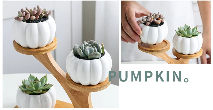 Succulent Pots & Bamboo Shelf