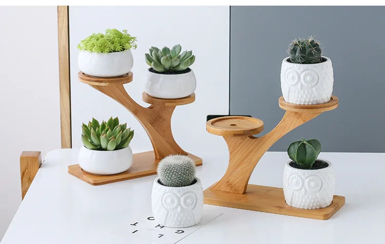 Succulent Pots & Bamboo Shelf
